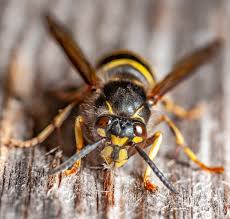 Attēlu rezultāti vaicājumam “Dolichovespula media”