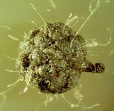 Attēlu rezultāti vaicājumam “Physarum bitectum sessile”