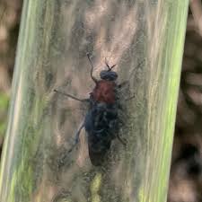 Attēlu rezultāti vaicājumam “Clitellaria ephippium”