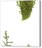 Attēlu rezultāti vaicājumam “Scorpidium cossonii”