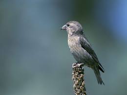 Image result for Loxia curvirostra