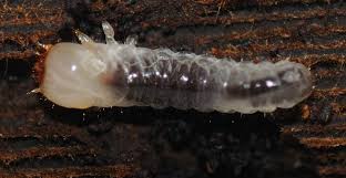 Attēlu rezultāti vaicājumam “Bolitophagus reticulatus larva”