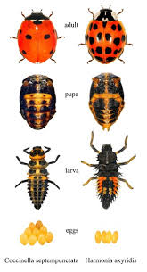 Attēlu rezultāti vaicājumam “Coccinella septempunctata”