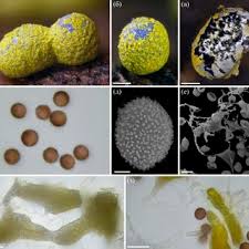 Attēlu rezultāti vaicājumam “Physarum braunianum plasmodium”