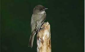 Image result for Sayornis phoebe