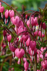 Image result for tränendes Herz