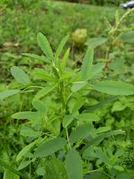 Attēlu rezultāti vaicājumam “Melilotus albus leaf”