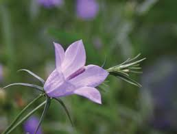 Attēlu rezultāti vaicājumam “Campanula rotundifolia”
