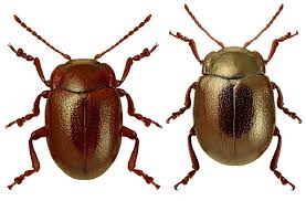 Attēlu rezultāti vaicājumam “Chrysolina staphylaea”