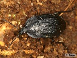 Attēlu rezultāti vaicājumam “Phosphuga atrata”