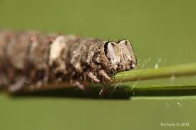 Attēlu rezultāti vaicājumam “Catocala sponsa”