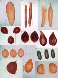 Attēlu rezultāti vaicājumam “Rumex acetosa fruit”