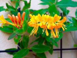 Attēlu rezultāti vaicājumam “Caprifoliaceae”