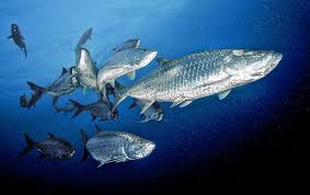 Image result for Megalops atlanticus