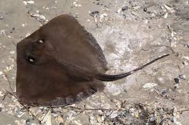 Image result for Hypanus say