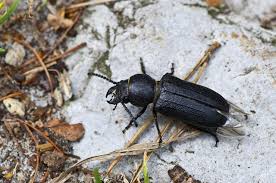 Attēlu rezultāti vaicājumam “Spondylis buprestoides”