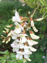 Attēlu rezultāti vaicājumam “Robinia”