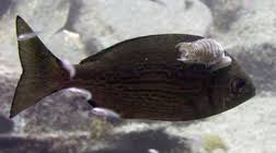 Image result for Spondyliosoma cantharus