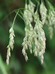 Attēlu rezultāti vaicājumam “Festuca altissima”