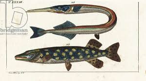 Attēlu rezultāti vaicājumam “Belone belone”