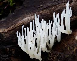 Attēlu rezultāti vaicājumam “Lentaria epichnoa”