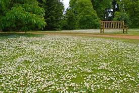 Attēlu rezultāti vaicājumam “Bellis perennis”