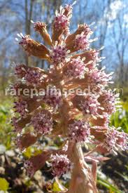 Attēlu rezultāti vaicājumam “Petasites hybridus”