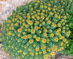Attēlu rezultāti vaicājumam “Rhodiola rosea flower”