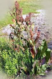 Attēlu rezultāti vaicājumam “Rumex hydrolapathum fruit”