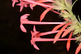 Attēlu rezultāti vaicājumam “Polemoniaceae”