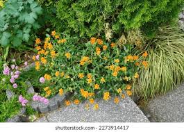 Attēlu rezultāti vaicājumam “Helianthemum x hybridum flower”