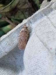 Attēlu rezultāti vaicājumam “Agonopterix ciliella imago”