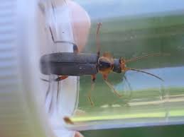 Attēlu rezultāti vaicājumam “Cantharis nigricans”