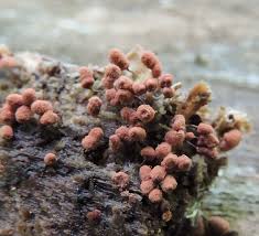 Attēlu rezultāti vaicājumam “Arcyria denudata”