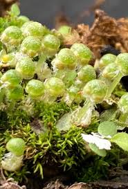 Attēlu rezultāti vaicājumam “Frullania fragilifolia macro”