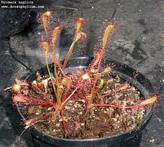 Attēlu rezultāti vaicājumam “Drosera anglica leaf”