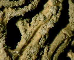 Attēlu rezultāti vaicājumam “Evernia mesomorpha”