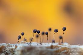 Attēlu rezultāti vaicājumam “Stemonaria irregularis young”