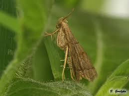 Attēlu rezultāti vaicājumam “Herminia tarsicrinalis”