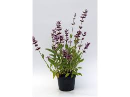 Attēlu rezultāti vaicājumam “Salvia officinalis”
