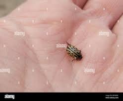 Attēlu rezultāti vaicājumam “Chrysomela vigintipunctata”