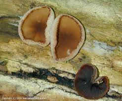 Attēlu rezultāti vaicājumam “Peziza varia”