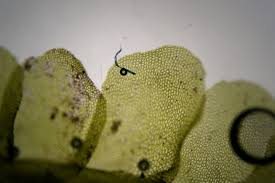 Attēlu rezultāti vaicājumam “Chiloscyphus pallescens”