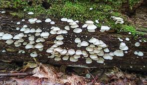 Attēlu rezultāti vaicājumam “Crepidotus applanatus”