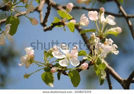 Attēlu rezultāti vaicājumam “Malus domestica flower”