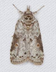 Attēlu rezultāti vaicājumam “Nycteola sp.”