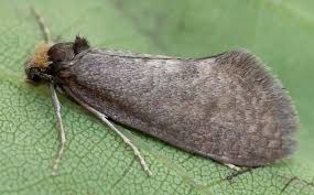 Attēlu rezultāti vaicājumam “Taleporia tubulosa”