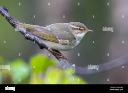 Image result for Phylloscopus borealis