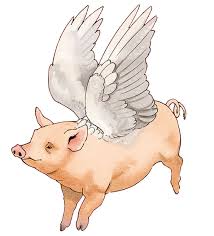 Image result for flying pigs