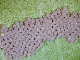 Attēlu rezultāti vaicājumam “Lacanobia contigua larva”